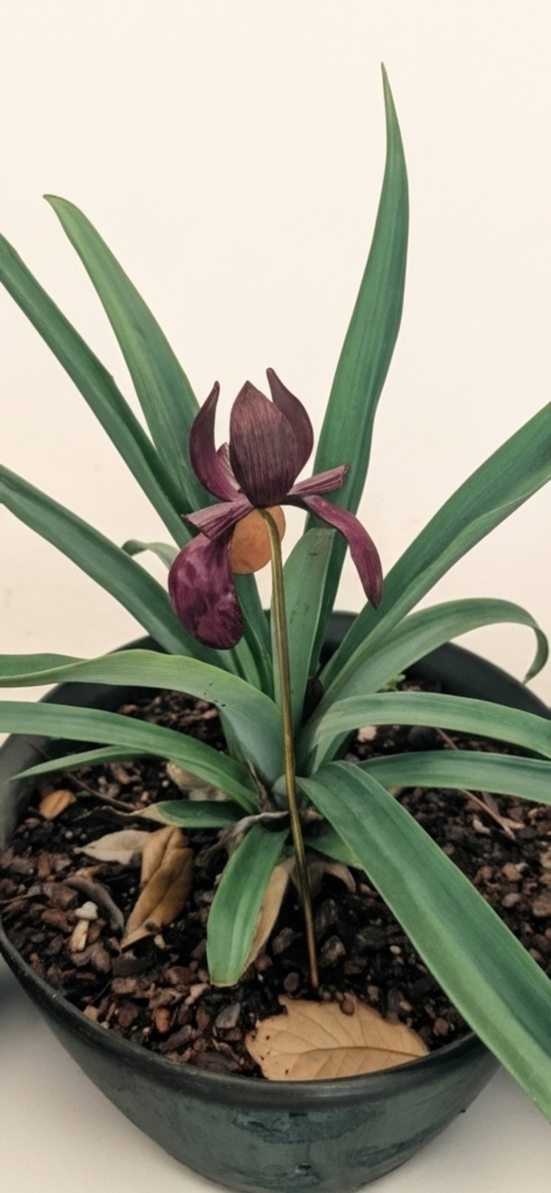 The Cuprum Infinitum Louisiana Iris