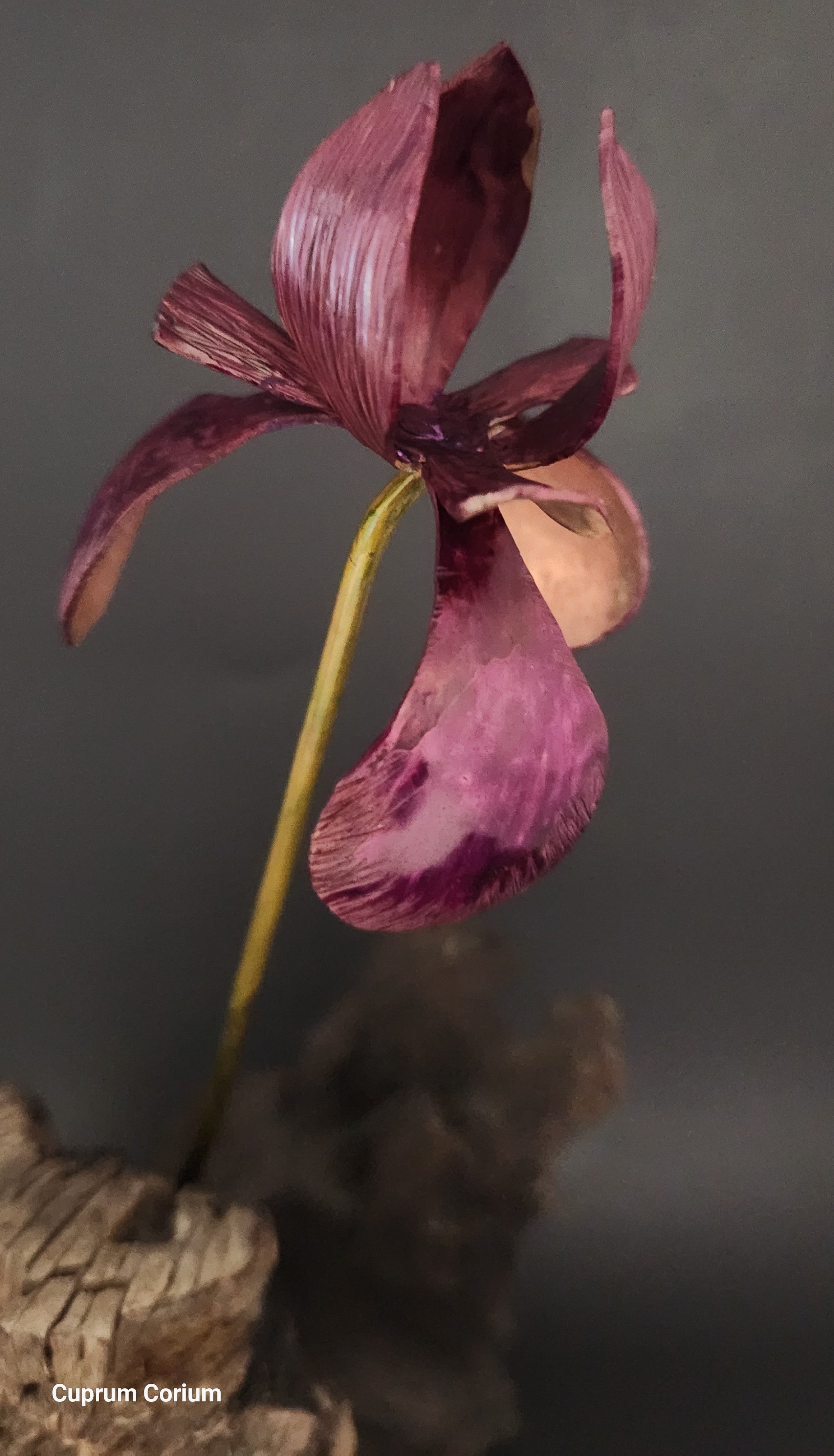 The Cuprum Infinitum Louisiana Iris