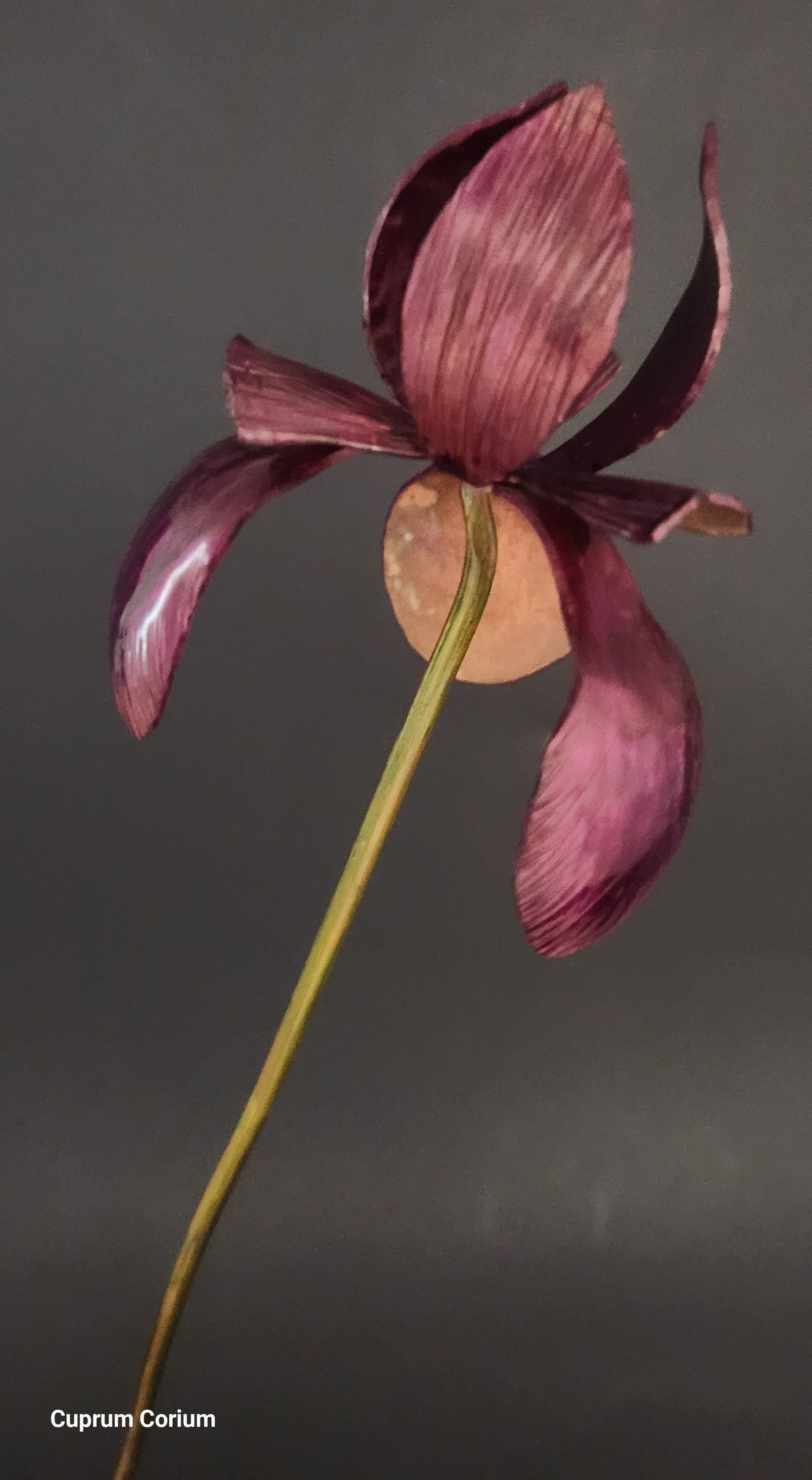 The Cuprum Infinitum Louisiana Iris